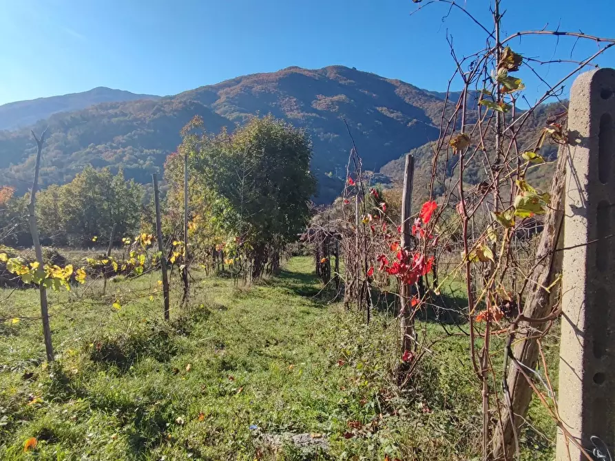 Immagine 17 di Azienda agricola in vendita  a Pontremoli