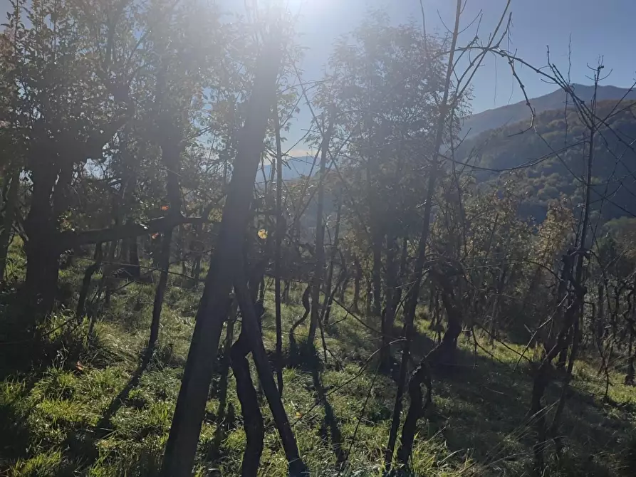 Immagine 13 di Azienda agricola in vendita  a Pontremoli