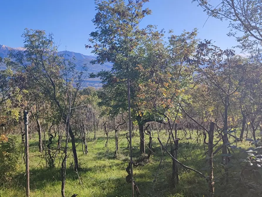Immagine 21 di Azienda agricola in vendita  a Pontremoli