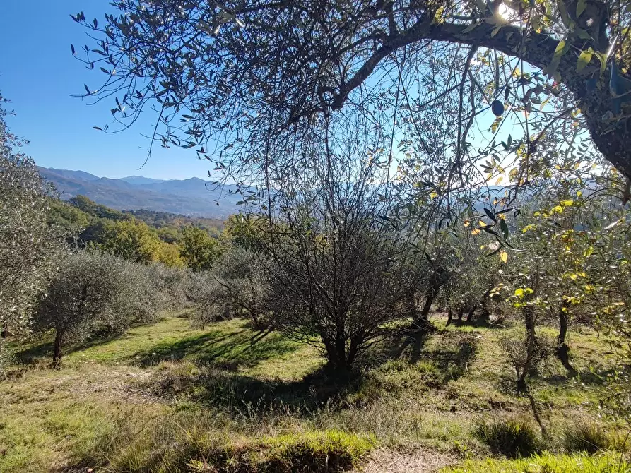 Immagine 11 di Azienda agricola in vendita  a Pontremoli