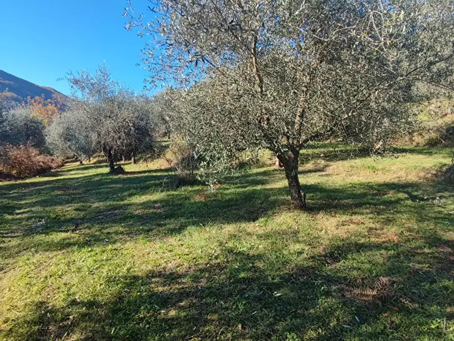 Immagine 7 di Azienda agricola in vendita  a Pontremoli