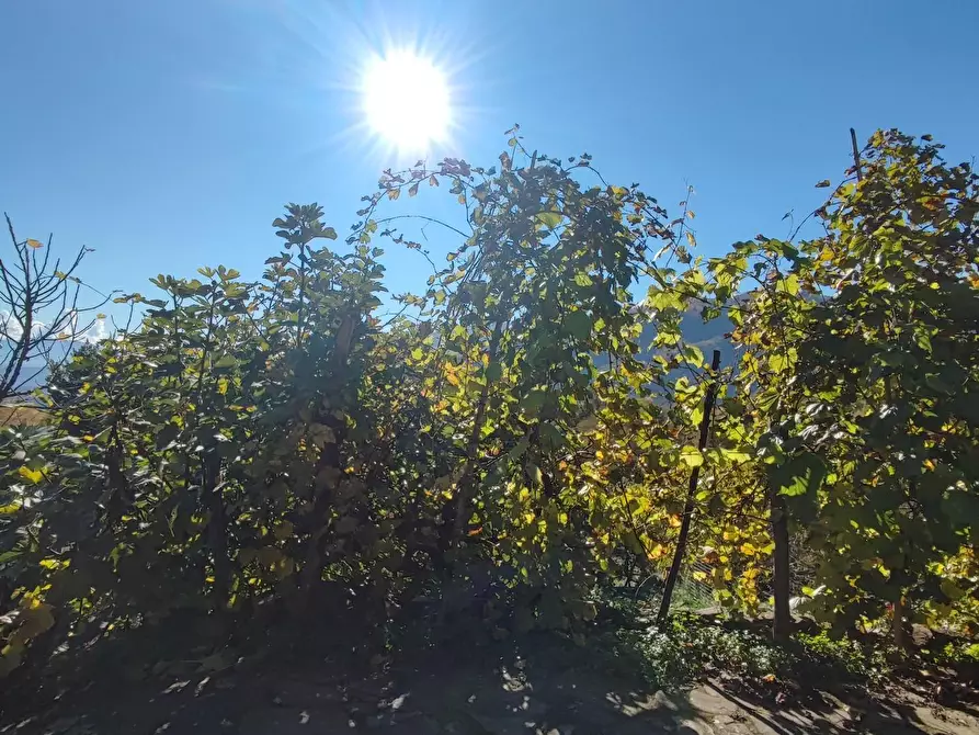 Immagine 51 di Azienda agricola in vendita  a Pontremoli