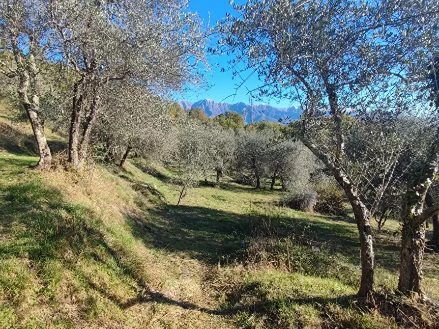 Immagine 10 di Azienda agricola in vendita  a Pontremoli