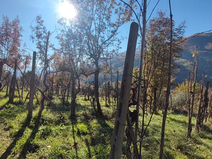 Immagine 14 di Azienda agricola in vendita  a Pontremoli