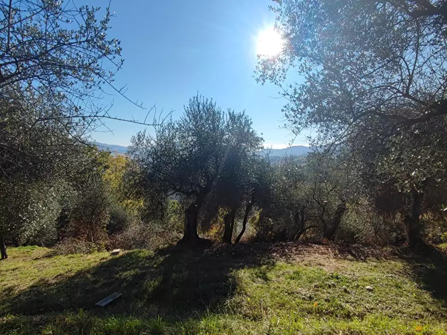 Immagine 9 di Azienda agricola in vendita  a Pontremoli