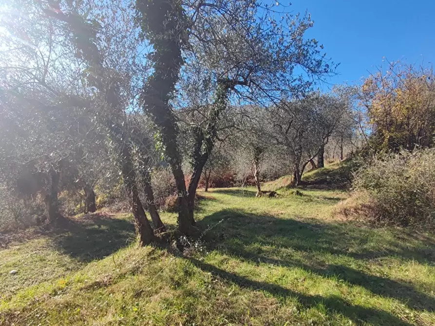 Immagine 8 di Azienda agricola in vendita  a Pontremoli
