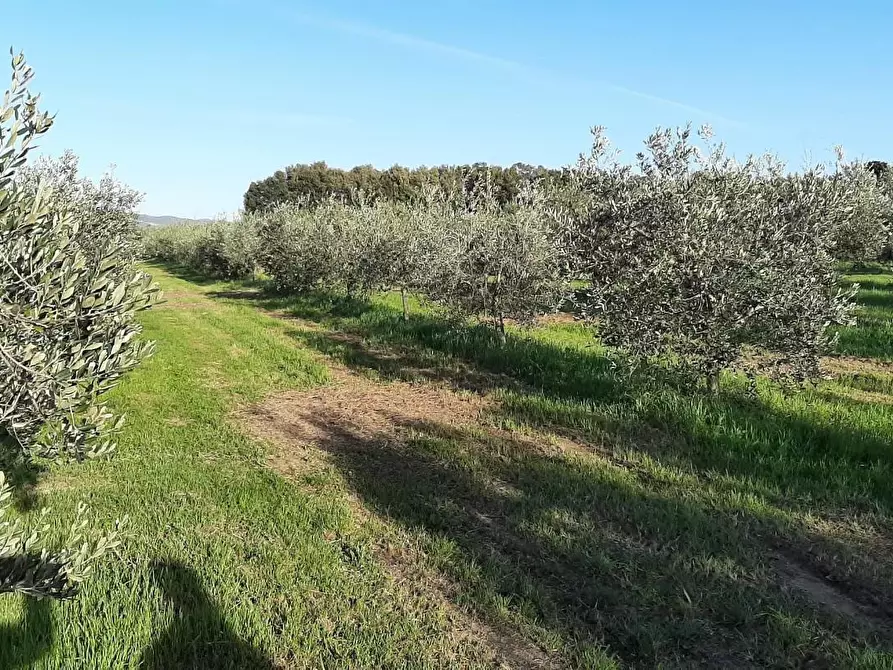 Immagine 2 di Terreno agricolo in vendita  a Rosignano Marittimo