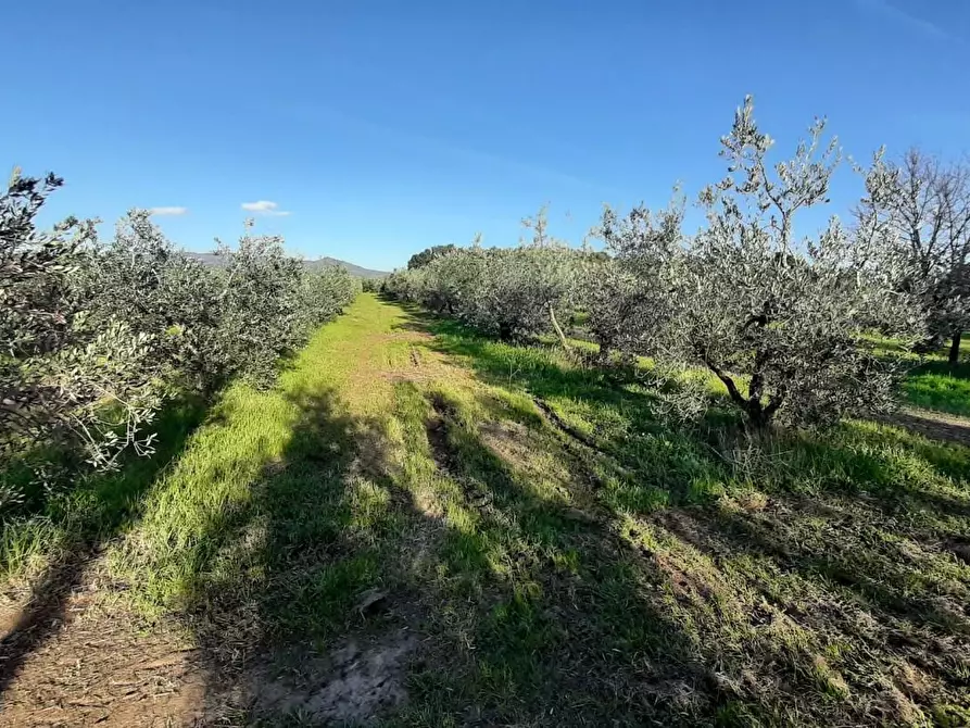 Immagine 3 di Terreno agricolo in vendita  a Rosignano Marittimo