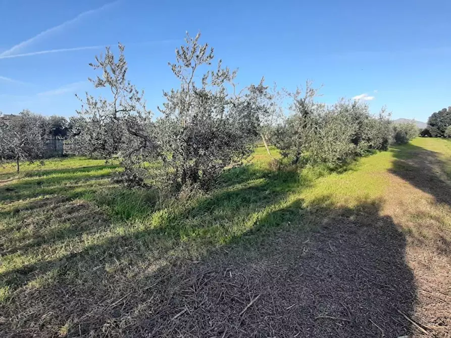 Immagine 5 di Terreno agricolo in vendita  a Rosignano Marittimo