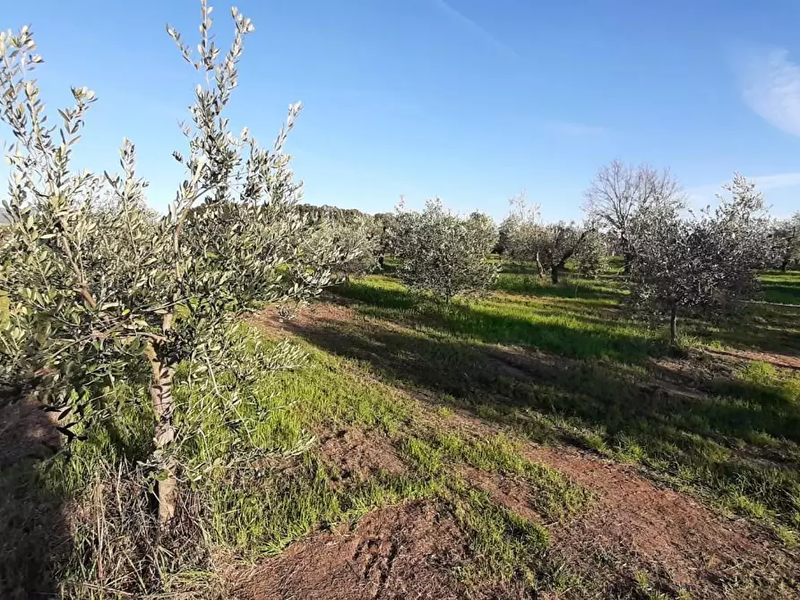 Immagine 6 di Terreno agricolo in vendita  a Rosignano Marittimo