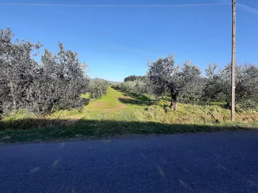 Immagine 4 di Terreno agricolo in vendita  a Rosignano Marittimo