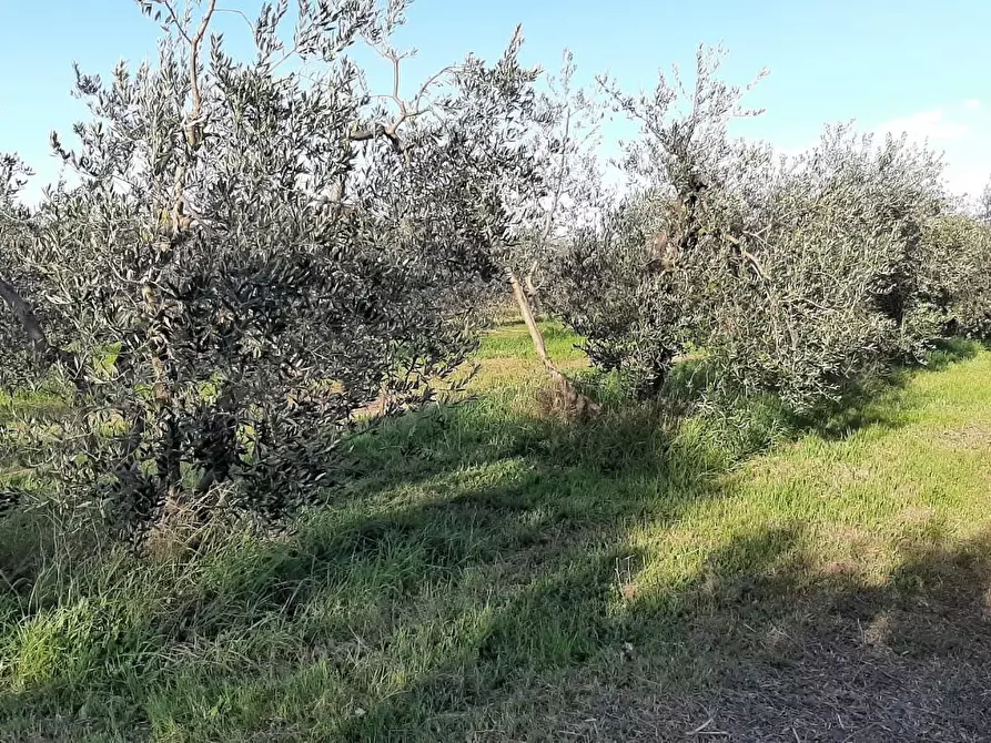 Immagine 1 di Terreno agricolo in vendita  a Rosignano Marittimo