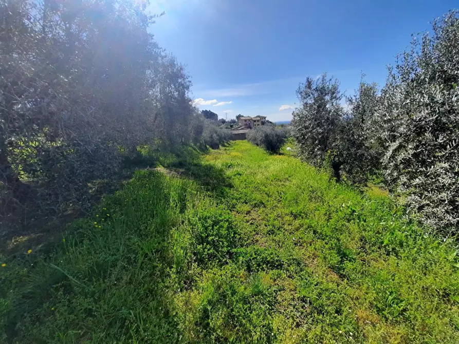 Immagine 4 di Rustico / casale in vendita  a Montecarlo