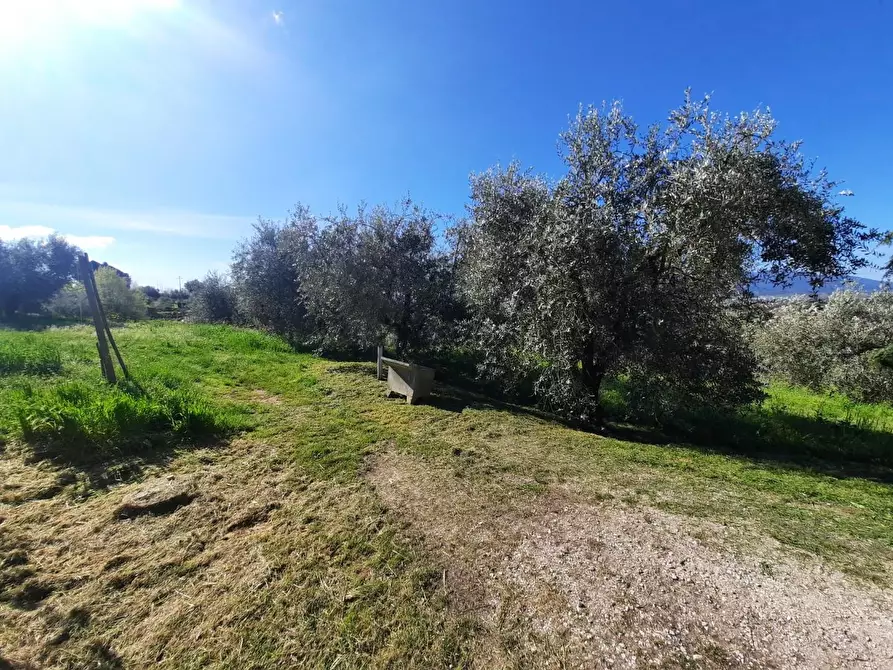 Immagine 2 di Rustico / casale in vendita  a Montecarlo