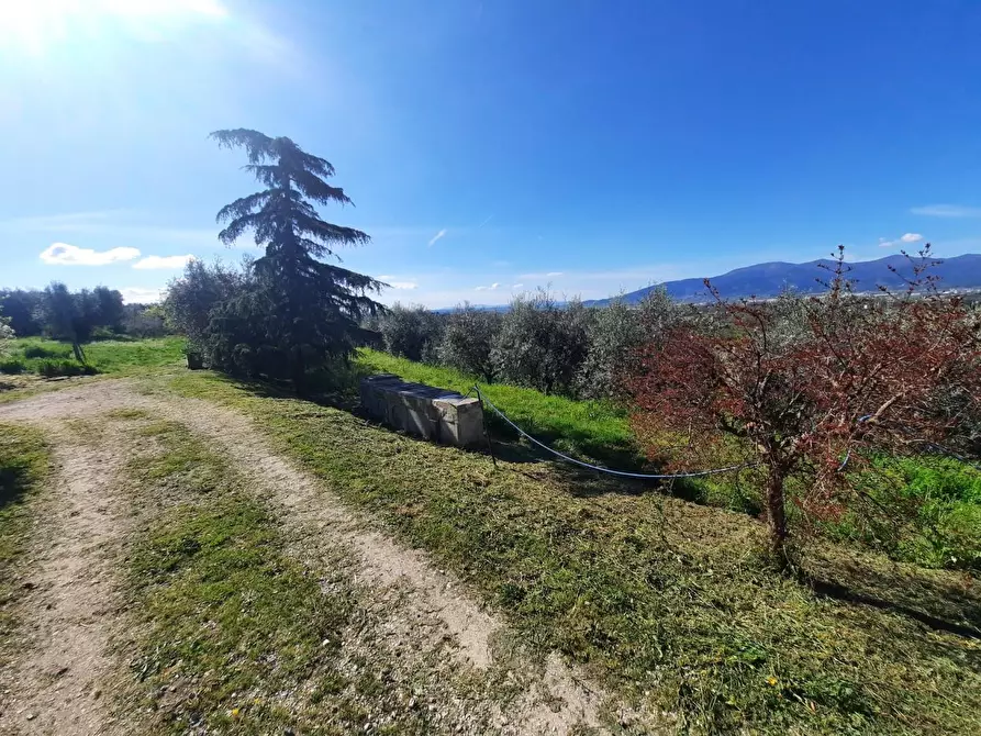 Immagine 3 di Rustico / casale in vendita  a Montecarlo