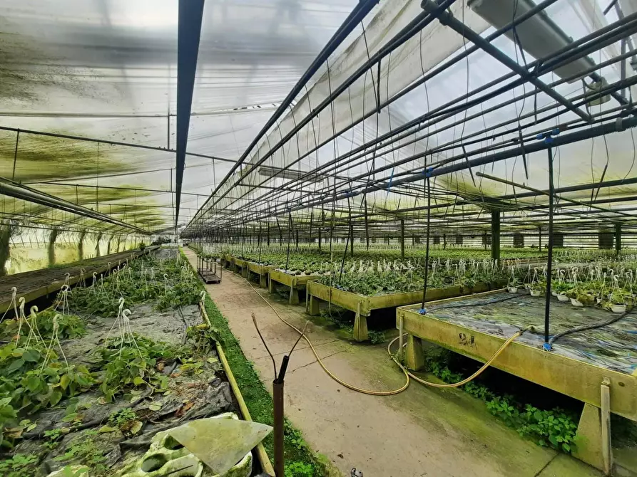 Immagine 4 di Terreno agricolo in vendita  a Cerreto Guidi
