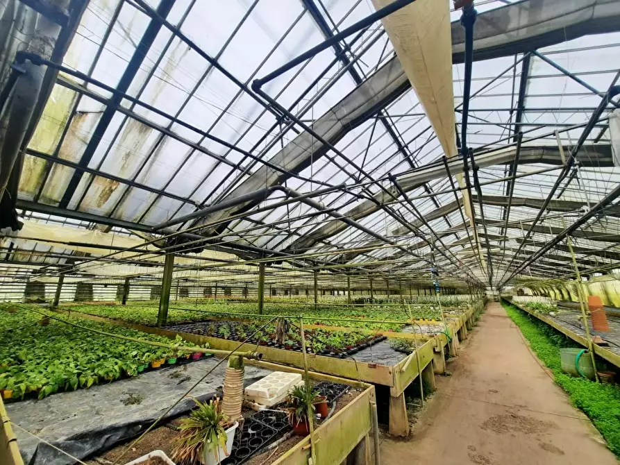 Immagine 3 di Terreno agricolo in vendita  a Cerreto Guidi