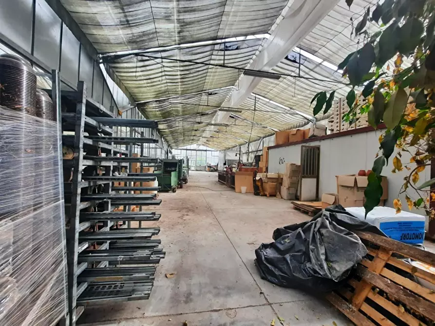 Immagine 7 di Terreno agricolo in vendita  a Cerreto Guidi