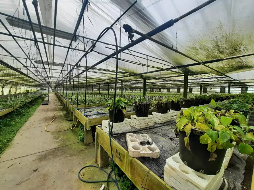Immagine 5 di Terreno agricolo in vendita  a Cerreto Guidi