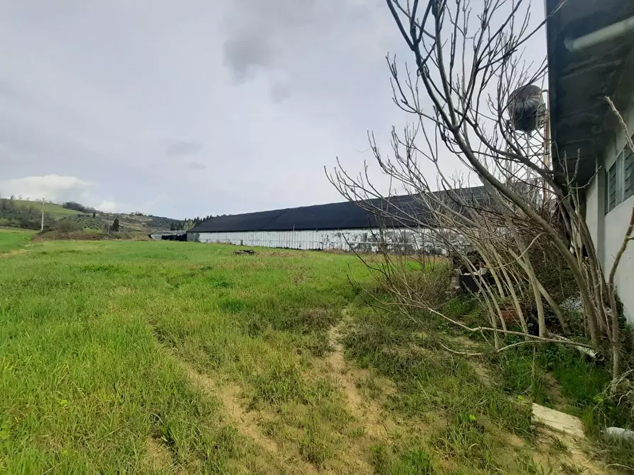 Immagine 2 di Terreno agricolo in vendita  a Cerreto Guidi
