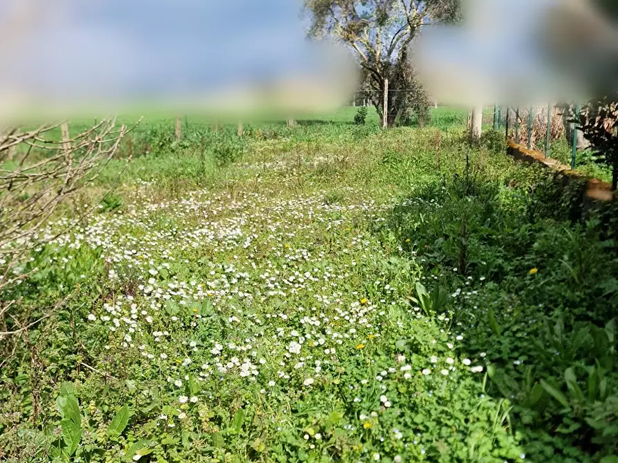 Immagine 3 di Casa indipendente in vendita  a Pisa