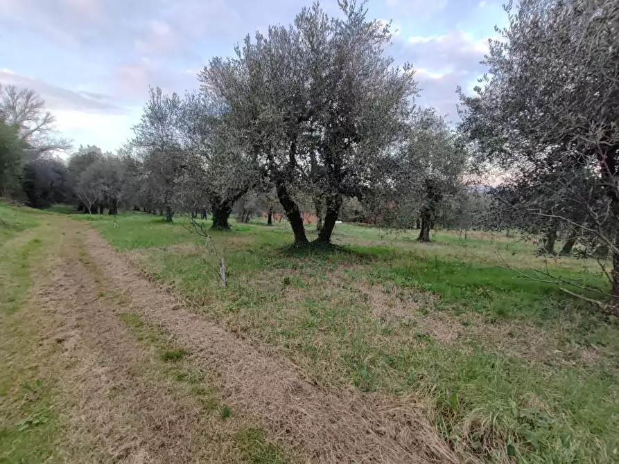 Immagine 1 di Terreno residenziale in vendita  a Capannoli