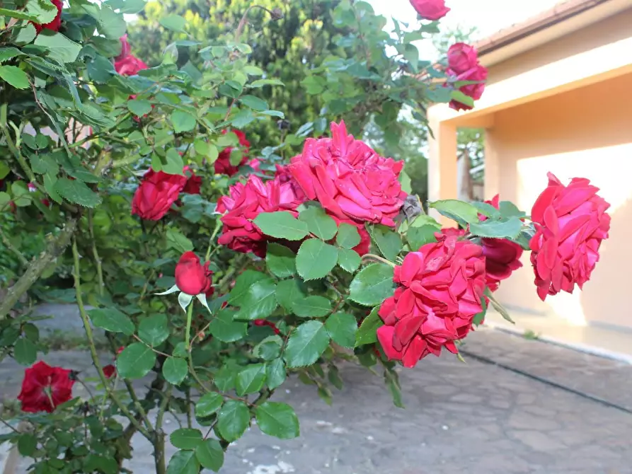 Immagine 2 di Villa in vendita  a Montopoli In Val D'arno