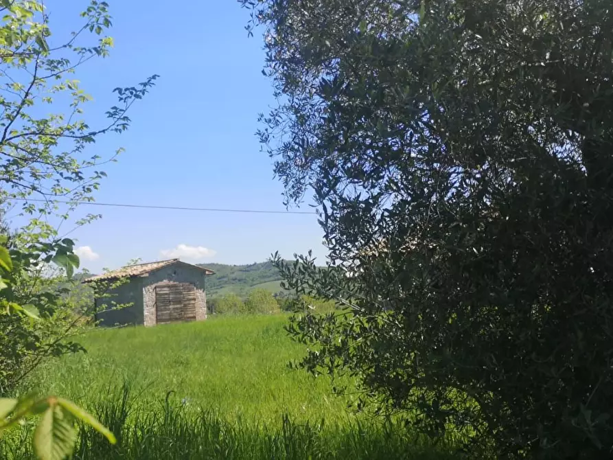 Immagine 12 di Rustico / casale in vendita  a Manciano