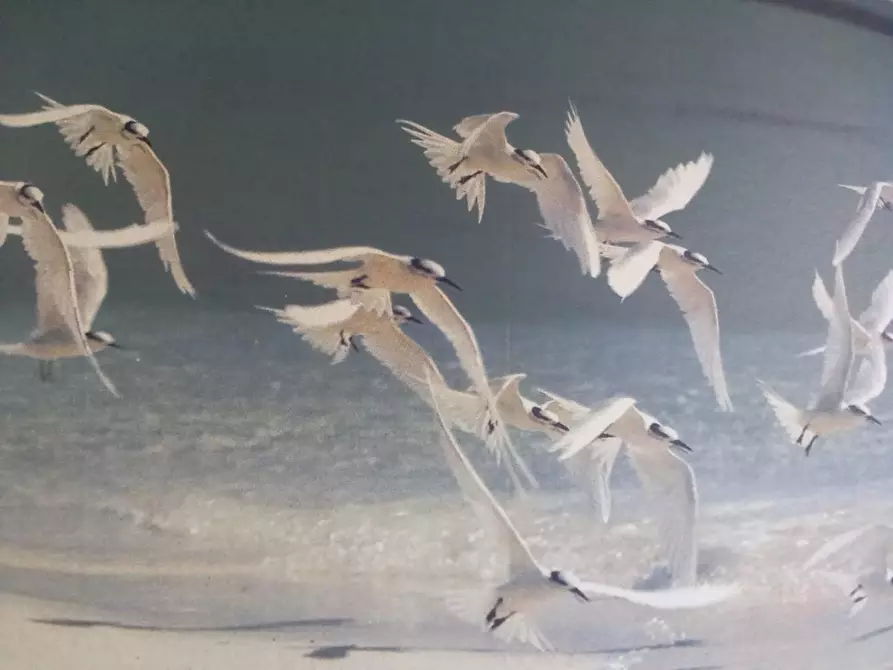 Immagine 23 di Appartamento in affitto  a Camaiore