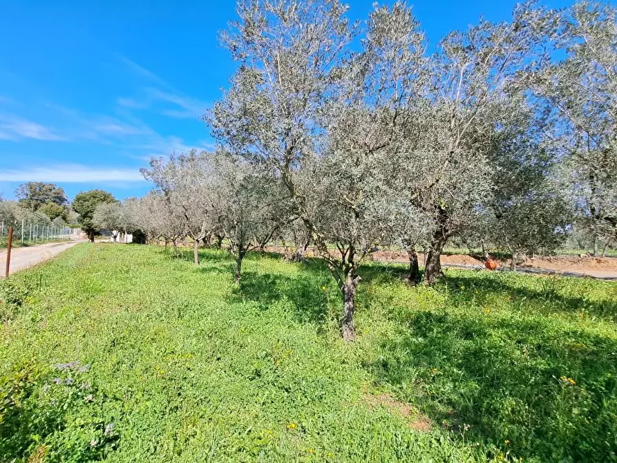 Immagine 7 di Porzione di casa in vendita  a Rosignano Marittimo