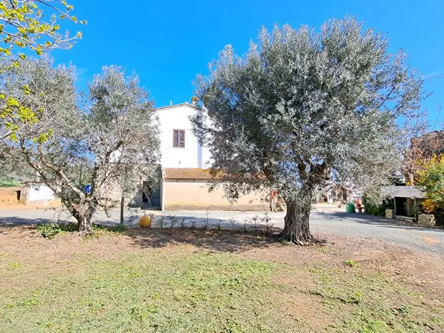 Immagine 4 di Porzione di casa in vendita  a Rosignano Marittimo