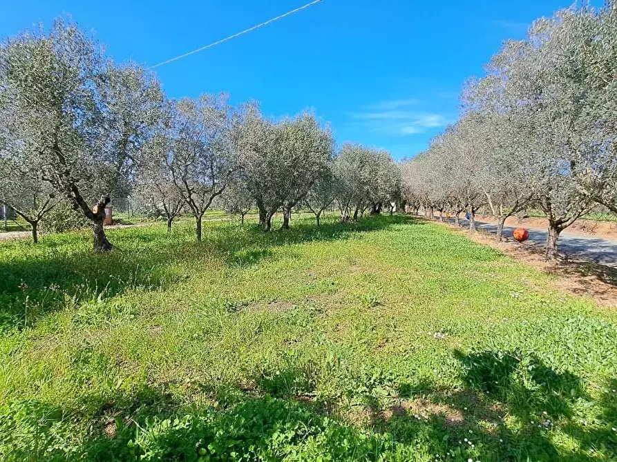 Immagine 6 di Porzione di casa in vendita  a Rosignano Marittimo