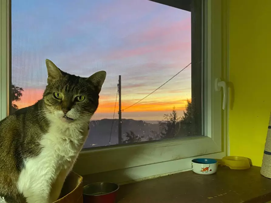 Immagine 21 di Terratetto in vendita  a Camaiore