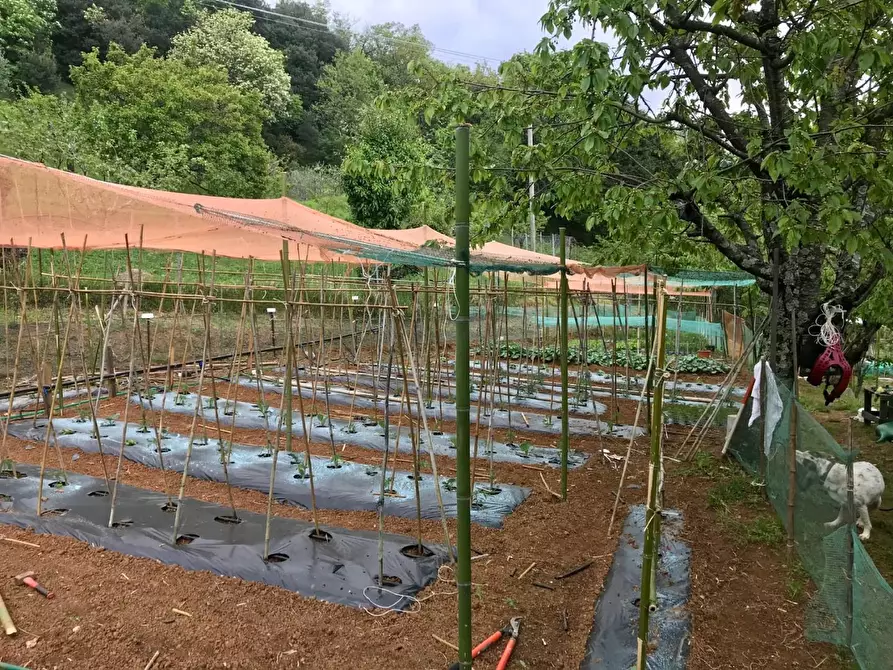 Immagine 28 di Terratetto in vendita  a Camaiore