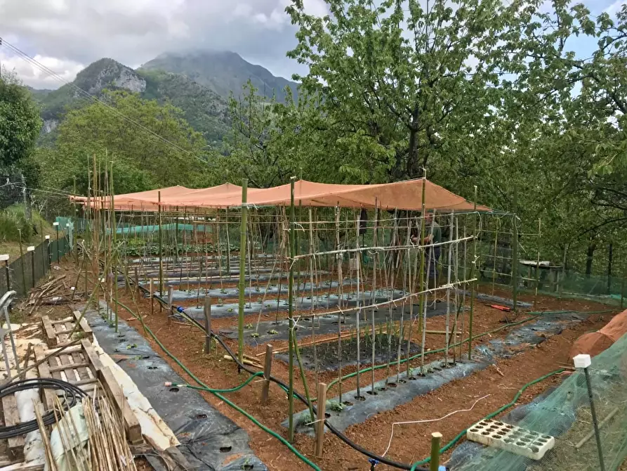 Immagine 27 di Terratetto in vendita  a Camaiore