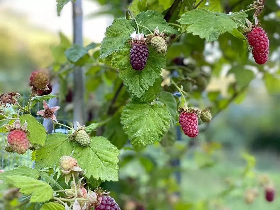 Immagine 29 di Terratetto in vendita  a Camaiore
