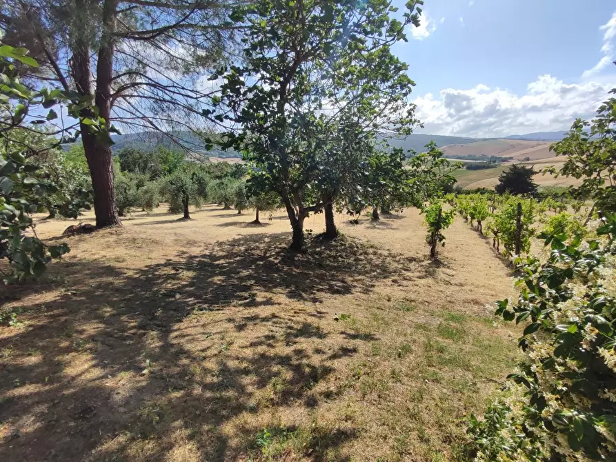 Immagine 5 di Casa bifamiliare in vendita  a Lajatico