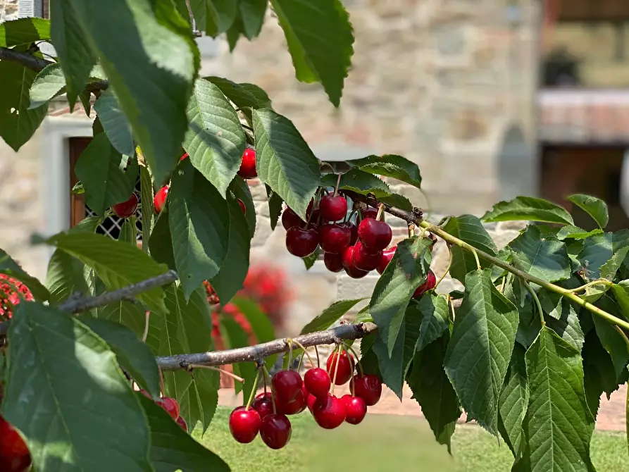 Immagine 10 di Rustico / casale in vendita  a Pescia