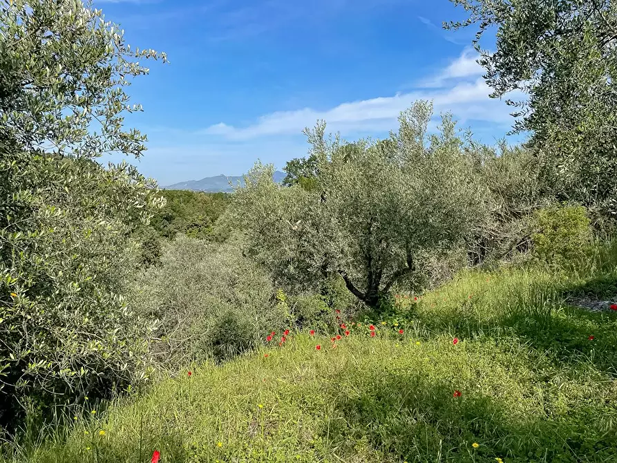 Immagine 36 di Villa in vendita  a Montopoli In Val D'arno