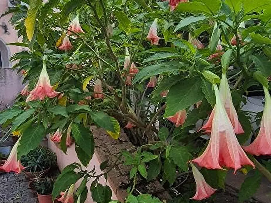 Immagine 41 di Villa in vendita  a Pisa