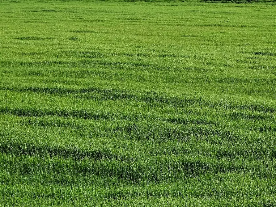 Immagine 1 di Terreno agricolo in vendita  a San Miniato