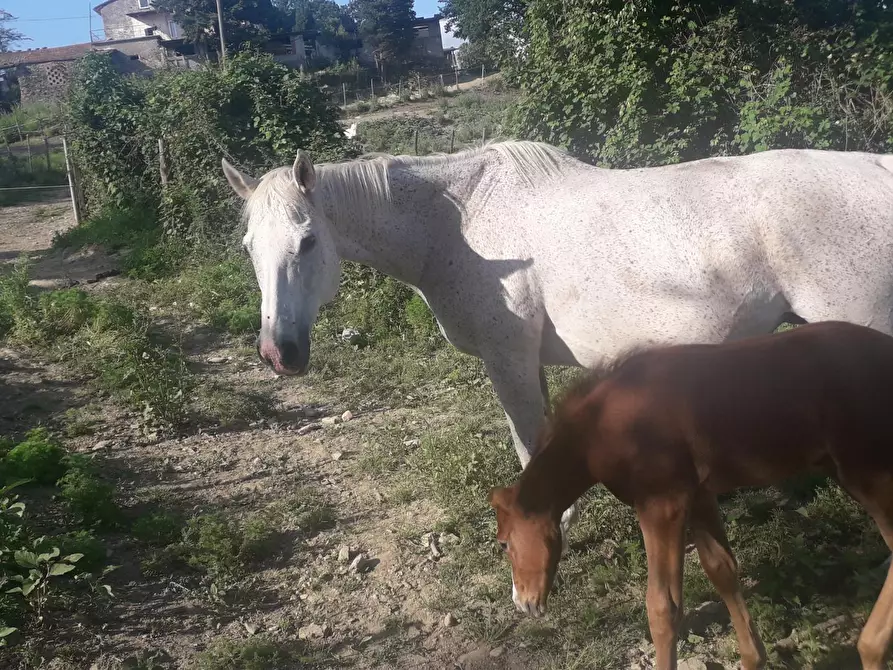 Immagine 1 di Rustico / casale in vendita  a Barberino Di Mugello