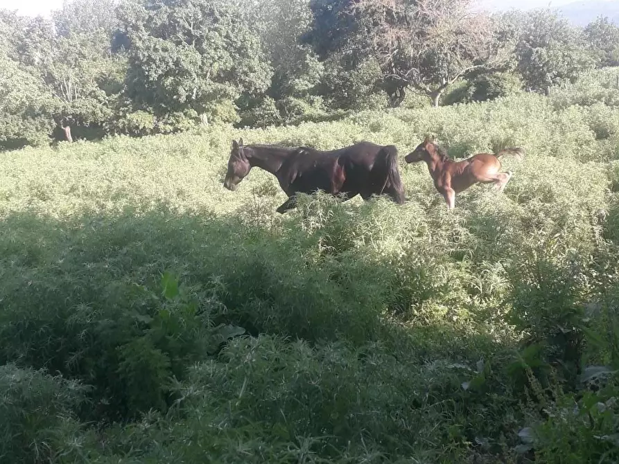 Immagine 10 di Rustico / casale in vendita  a Barberino Di Mugello