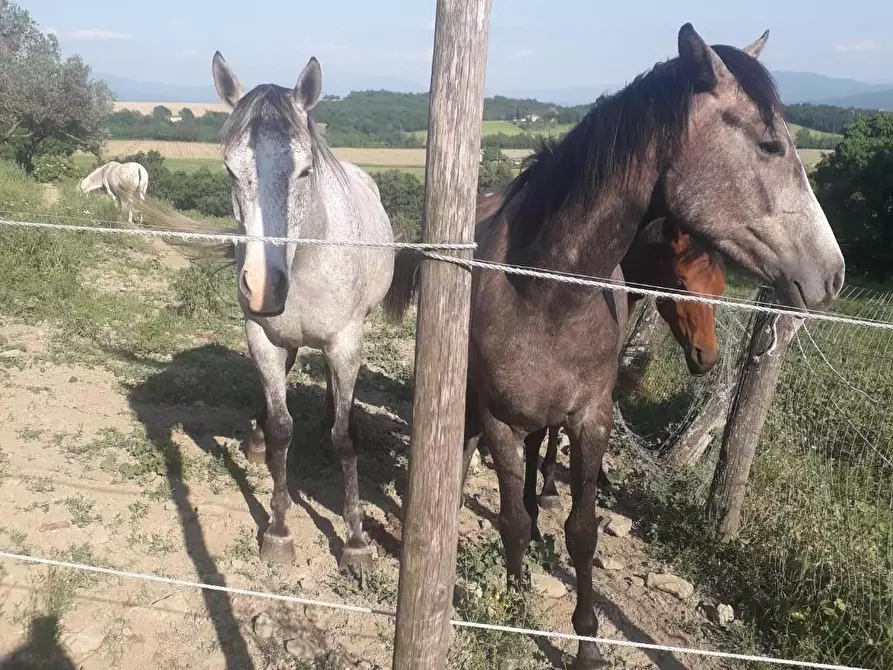 Immagine 3 di Rustico / casale in vendita  a Barberino Di Mugello
