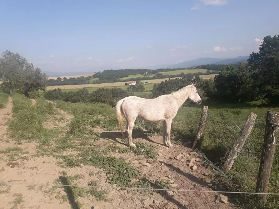 Immagine 4 di Rustico / casale in vendita  a Barberino Di Mugello