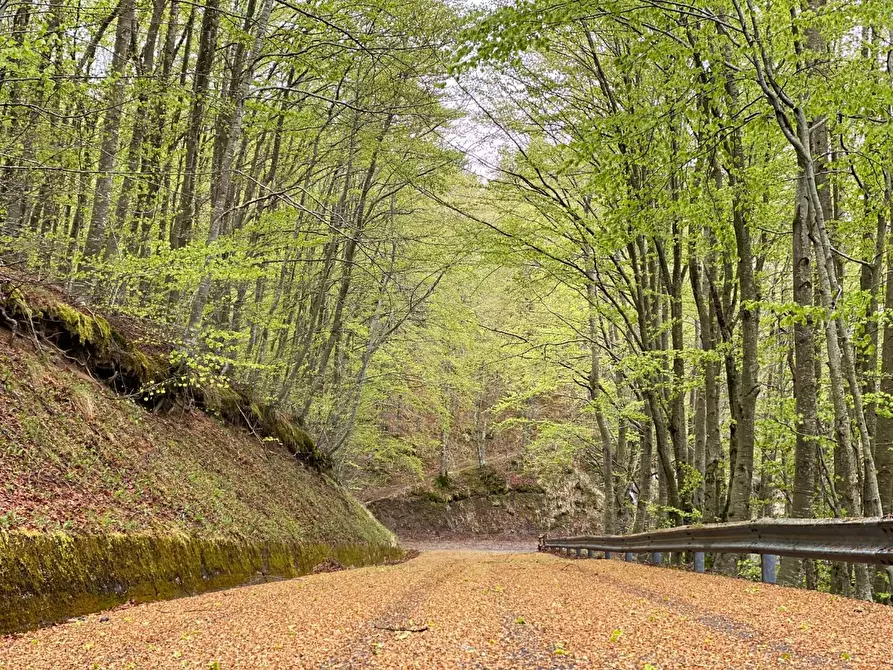 Immagine 20 di Appartamento in vendita  a Abetone Cutigliano