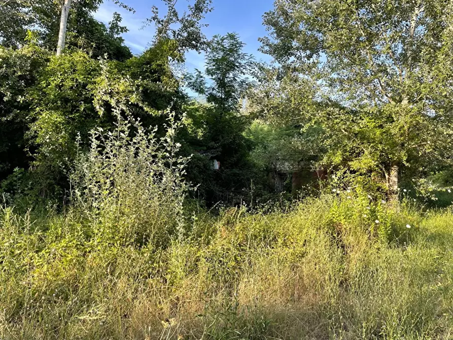 Immagine 10 di Terreno agricolo in vendita  a San Miniato
