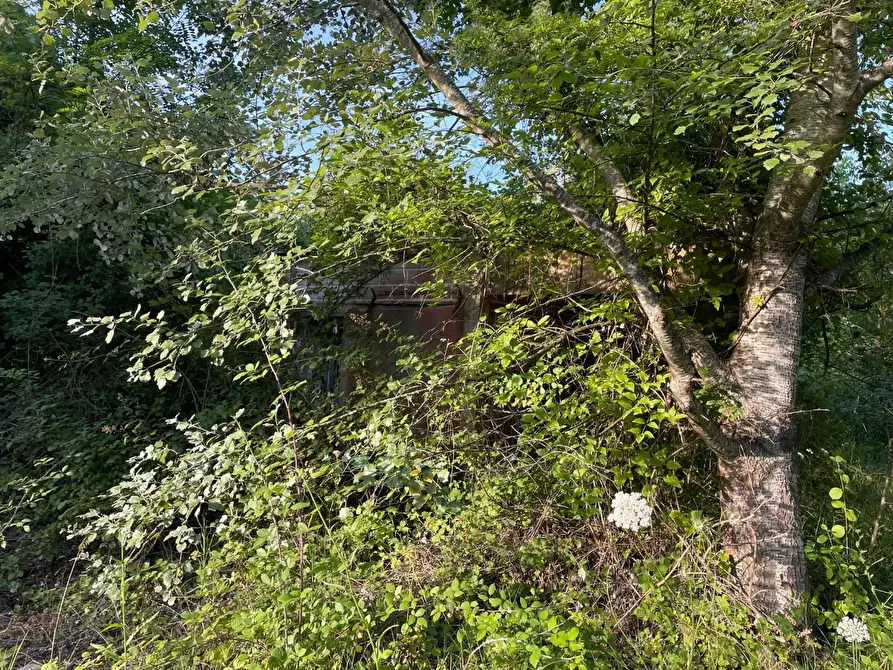 Immagine 9 di Terreno agricolo in vendita  a San Miniato