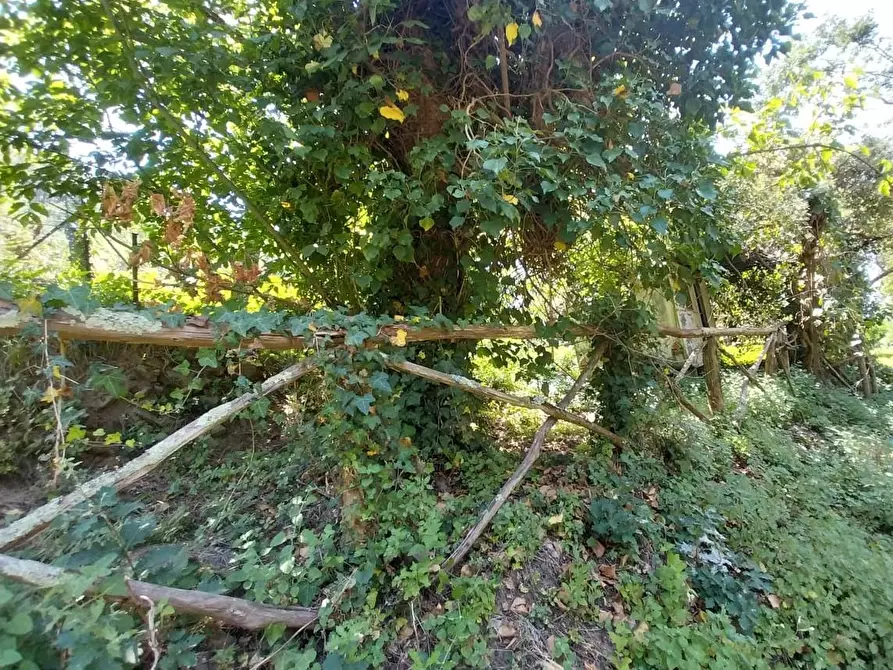 Immagine 1 di Terreno agricolo in vendita  a San Giuliano Terme