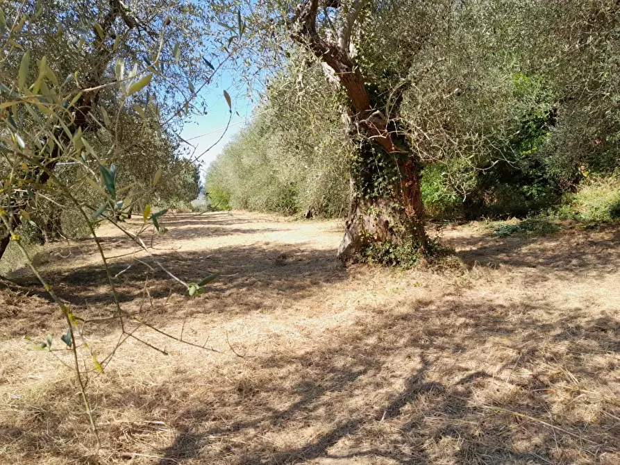 Immagine 19 di Deposito in vendita  a Palaia